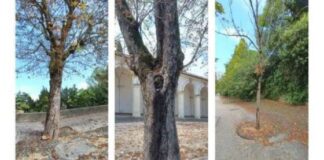 Da lunedì al via la riqualificazione del filare di ippocastani lungo la salita dei Portici di Monte Berico, Portici di Monte Berico, al via la sistemazione del filare di ippocastani