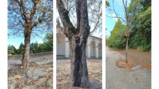 Portici di Monte Berico, al via la sistemazione del filare di ippocastani