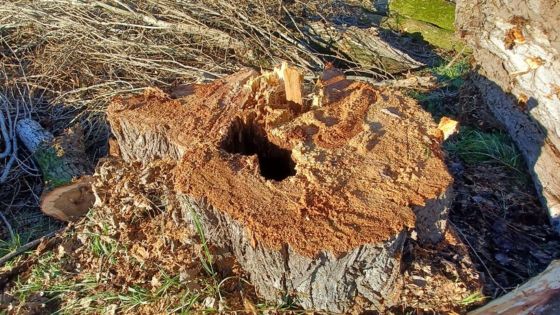 Abbattimento di 16 pioppi malati lungo strada Ponte del Marchese