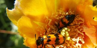 Museo Naturalistico Archeologico, conferenza su “Coleotteri e api: impollinazione, commensalismo e parassitismo” Al Museo Naturalistico Archeologico conferenza su coleotteri e api