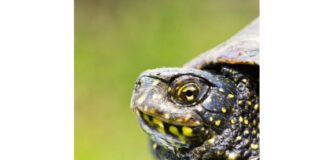 Testuggine palustre europea, mostre all’Oasi di Casale e al Museo Naturalistico di Vicenza Testuggine palustre europea