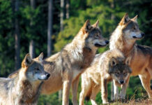 Lupi nel vicentino, davvero una minaccia? L’associazione “Io non ho paura del Lupo” invita le istituzioni a riflettere lupi nel vicentino, sono davvero un problema da affrontare con gli abbattimenti?