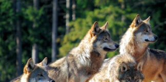 Lupi in provincia di Vicenza, LAV Bassano: “Sempre più frequenti i tentativi di creare allarme fra i cittadini” lupi nel vicentino, sono davvero un problema da affrontare con gli abbattimenti?