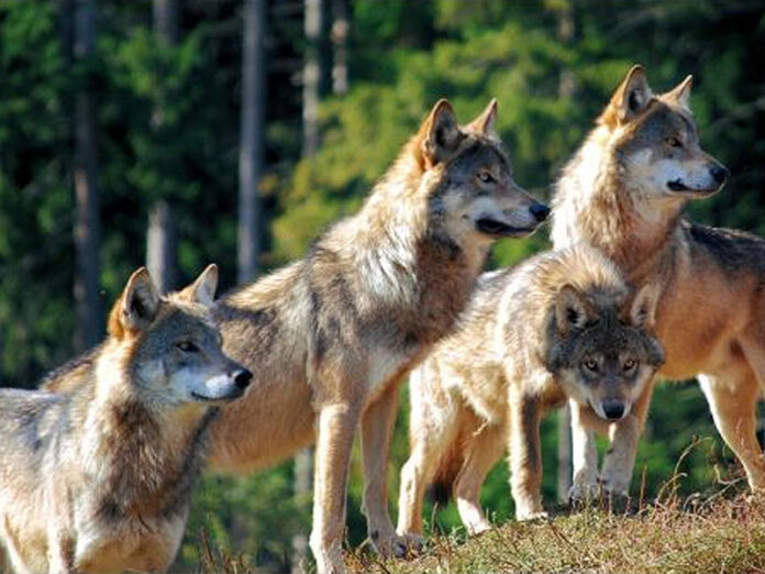 branchi di lupi in provincia di vicenza