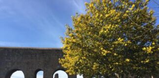 8 marzo, immunologo: “La mimosa lasciamola sull’albero, rischio allergia con contatto”