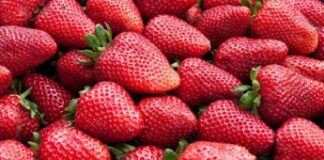 Alimenti, Ismea: nel 2023 inflazione morde meno nel bio +5,2% e tiene nei volumi +0,2%