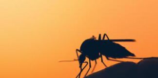 Dengue in Italia, nuova circolare: le misure