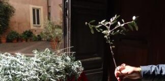 E’ la Domenica delle palme, cosa si celebra e perché si usano i rami d’ulivo