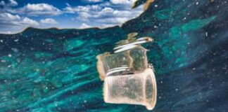 Ecocidio, cos’è il crimine ambientale “punibile fino a 10 anni di reclusione”