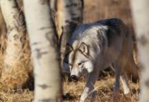 Giù le mani dal Lupo. Cappelletto e Bollini di Europa Verde Vicenza attaccano il presidente della Provincia Nardin Lupi nel vicentino, Europa Verde Vicenza attacca la provincia: diffonde notizie false