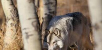 Giù le mani dal Lupo. Cappelletto e Bollini di Europa Verde Vicenza attaccano il presidente della Provincia Nardin Lupi nel vicentino, Europa Verde Vicenza attacca la provincia: diffonde notizie false