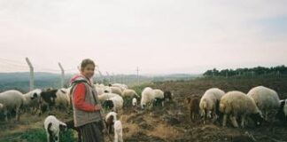 La silvo-pastorizia per combattere il riscaldamento globale