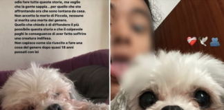 Cagnolina gettata dal finestrino dal padre, Andrea Zanoni: solidarietà alla figlia che lo ha denunciato, agiamo per il benessere degli animali Le stories su Instagram della ragazza sulla cagnolina gettata dall'auto dal padre