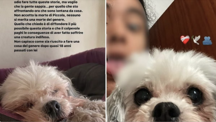 Le stories su Instagram della ragazza sulla cagnolina gettata dall'auto dal padre