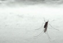 Malaria a Verona, Regione Veneto: “Caso importato, ma nostro sistema in grado di affrontare ogni situazione” Malaria, a Verona caso importato, efficace la gestione della Regione
