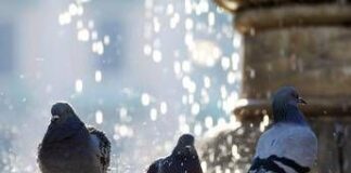 Napoli, decapita 4 piccioni e li getta nel parco: denunciato 43enne