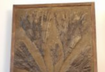 Donata una palma fossile di 40-50 milioni di anni al Museo Naturalistico Archeologico di Vicenza da Luciana Marchisio Lampertico Palma fossile di 40-50 milioni di anni fa