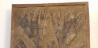 Donata una palma fossile di 40-50 milioni di anni al Museo Naturalistico Archeologico di Vicenza da Luciana Marchisio Lampertico Palma fossile di 40-50 milioni di anni fa