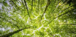 Piantare alberi nel modo giusto, la scienza in soccorso del policy-making
