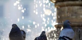 Psittacosi, alert Oms su aumento casi umani in Ue