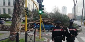 Roma, pino cade su Cristoforo Colombo e colpisce due auto: un ferito