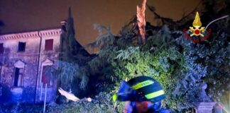 Rosà, fulmine si abbatte su un cedro altro circa 20 metri e lo distrugge fulmine cedro rosà