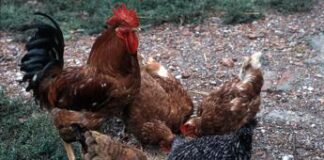 Aviaria, Andreoni: “Rischio è H5N1 nei maiali, così passaggio a uomo più facile”