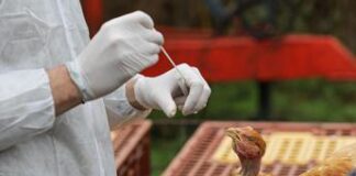 Aviaria, dopo contagi bovini-uomo alert su consumo latte crudo