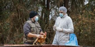 Aviaria e rischio pandemia, Usa al lavoro per strategie e vaccini