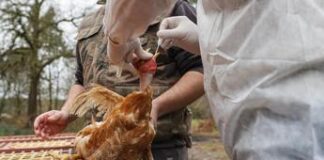 Aviaria, gli Usa si preparano al contagio uomo-uomo