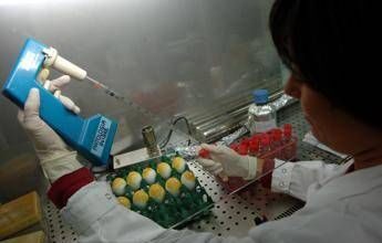 Aviaria, morto negli Usa il primo caso umano di H5N5