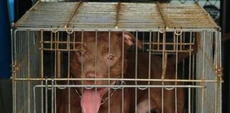Bimba di 2 anni aggredita da pitbull a Milano: ricoverata in codice rosso
