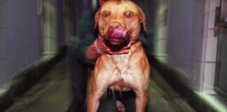 Bimbo ucciso dai pitbull, 5 indagati: oggi l’autopsia