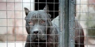 Bimbo ucciso dai pitbull, veterinario: “Non ci sono cani killer ma cattiva gestione sì”