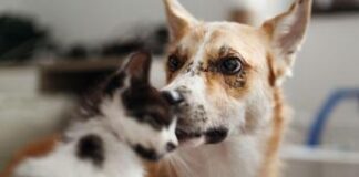 Cani e gatti possono trasmettere superbatteri ai proprietari: lo studio