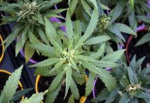 Masolo (EV), Ostanel (VcV) e Zanoni (Pd) sul no alla canapa light: “Così a rischio centinaia di imprese” canapa light, continua la polemica per il no del governo