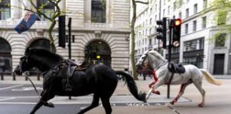 Cavalli in fuga a Londra, panico e feriti in centro