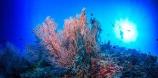 Clima, Wwf: “Ridurre stress su barriere coralline ed emissioni gas serra”