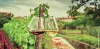 Cresce enoturismo in Italia: identikit di cantine e visitatori. Ma che spazio c’è per la sostenibilità?
