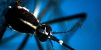 Dengue, in Italia 117 casi nel 2024: concentrati in Veneto, Lazio e Lombardia