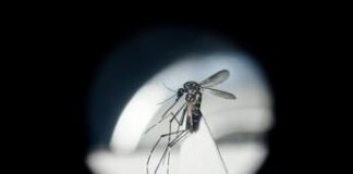 Dengue in Italia, da studio ‘bussola’ per prevenire possibili focolai