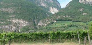 Ismea, comparto vitivinicolo vale un terzo del mercato assicurativo agricolo agevolato