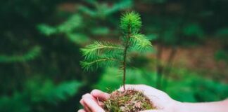 La foresta pluviale sta scomparendo