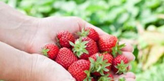 Leggera, colorata e anti-allergie: ecco la dieta di primavera