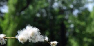 Pollini-alimenti ‘parenti’ rischiosi, allergie si scoprono a tavola