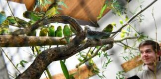 Proteggere la fauna ornitologica per rigenerare le foreste