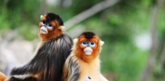 Virus delle scimmie, cos’è e come si trasmette all’uomo l’Herpesvirus che ha colpito un 37enne