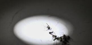 Zanzara della malaria in Italia dopo oltre 50 anni: la scoperta in Puglia