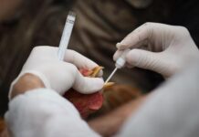 Aviaria, rischio nuova pandemia? “Virus preoccupa e va monitorato” Aviaria