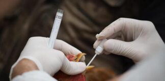 Aviaria, rischio nuova pandemia? “Virus preoccupa e va monitorato” Aviaria